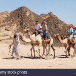 desert-camel-ride-south-sinai-sharm-el-sheikh-egypt-EYF85Y