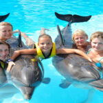 sharm-swim-with-dolphins-excursion