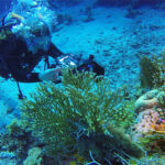 diving-in-the-redsea