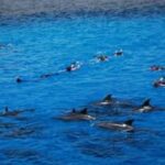 Dolphins House Day tour from Hurghada