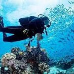 Excursion d’une journée de plongée sous-marine