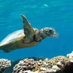 Marsa Mubarak Sea Snorkeling Boat Trip Marsa Alam3