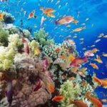 Marsa Mubarak Sea Snorkeling Boat Trip Marsa Alam4