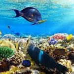 sharm el naga